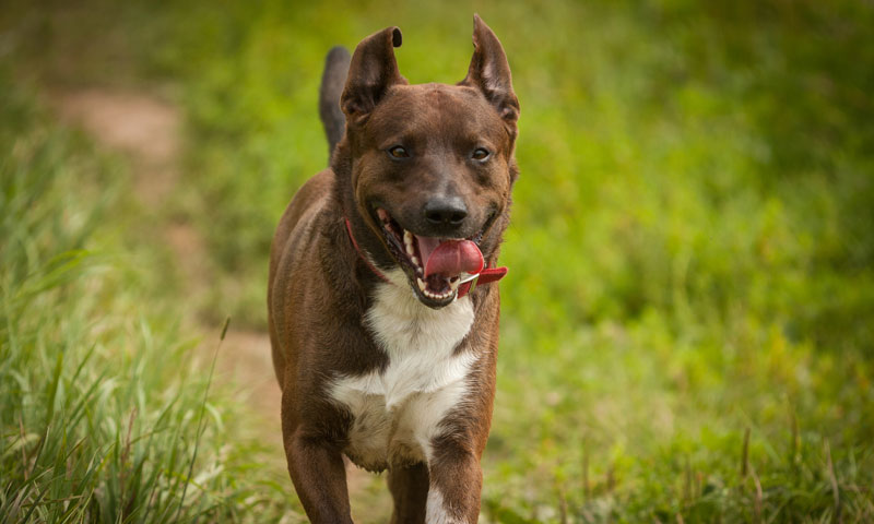 Las pulseras de actividad llegan al mundo canino