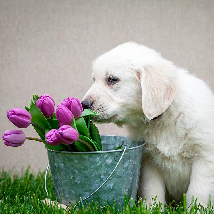 ¡Cuidado con estas plantas! Son muy peligrosas para la salud de tu mascota 