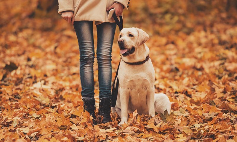 Résultat de recherche d'images pour perros y el otoño