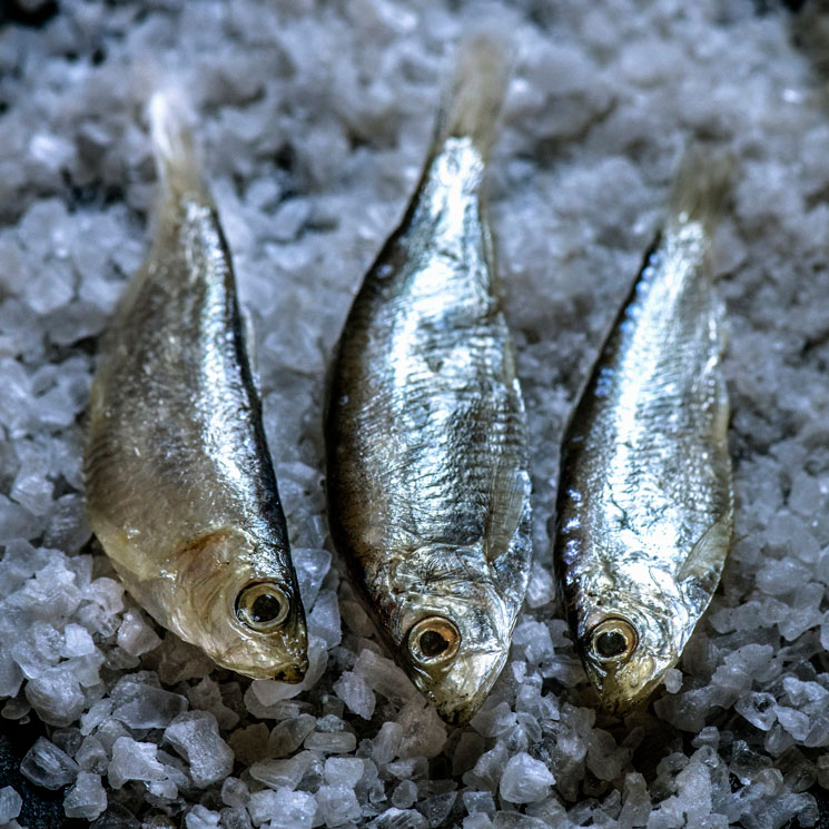 ¿Pescado blanco o pescado azul?