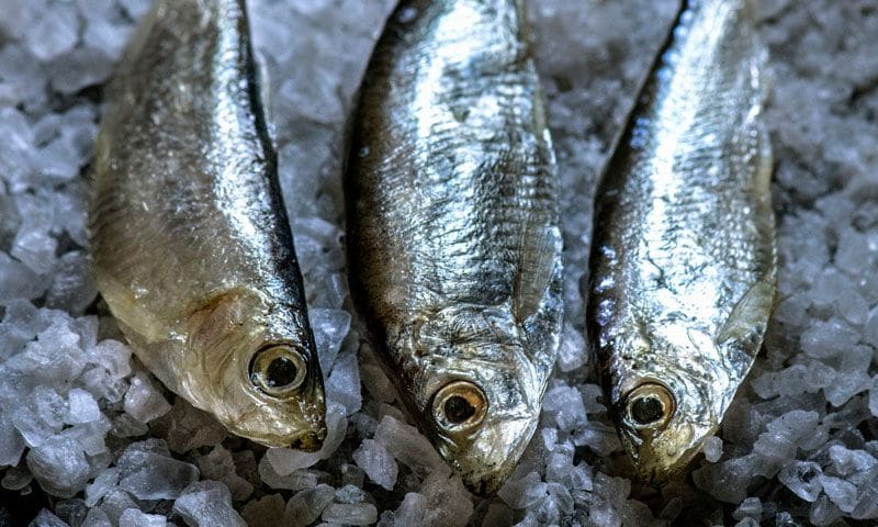 ¿Pescado blanco o pescado azul?