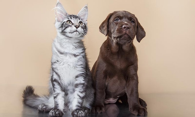 insuficiencia-renal-gato-perro
