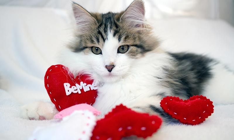 como+saber+que+mi+gato+es+hembra+o+macho