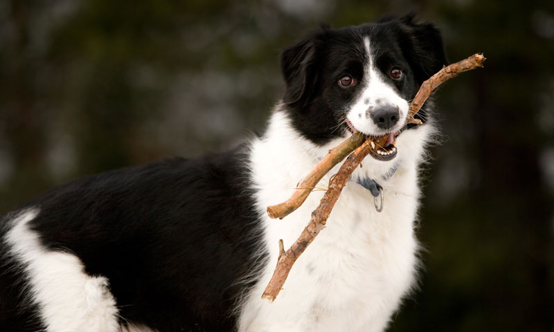 Border Collie se estusiasma al ver su éxito en televisión