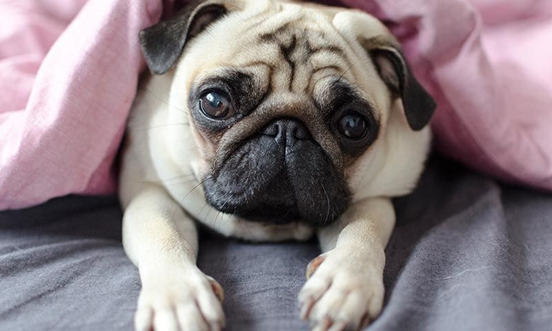 como saber si mi perro tiene problemas en los riñones como saber si mi perro tiene problemas en los riñones