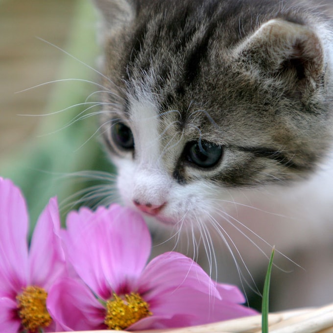 Si tienes gatos… cuidado con las plantas que tienes en casa