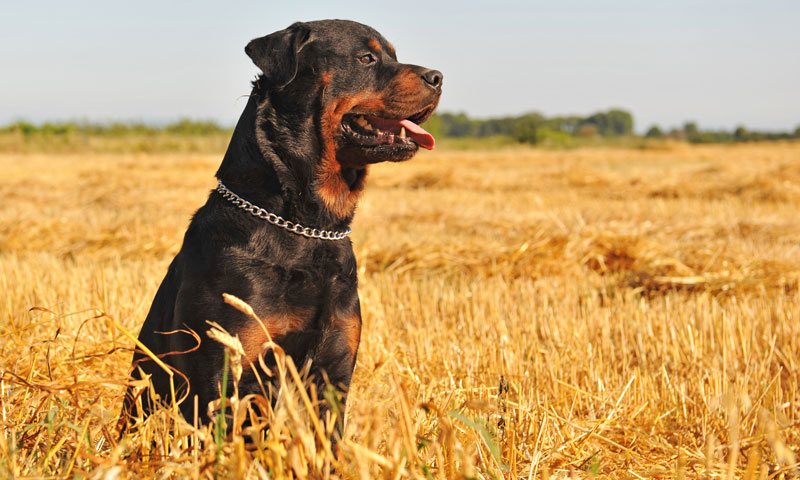 Lo que necesitas saber sobre los perros considerados potencialmente peligrosos