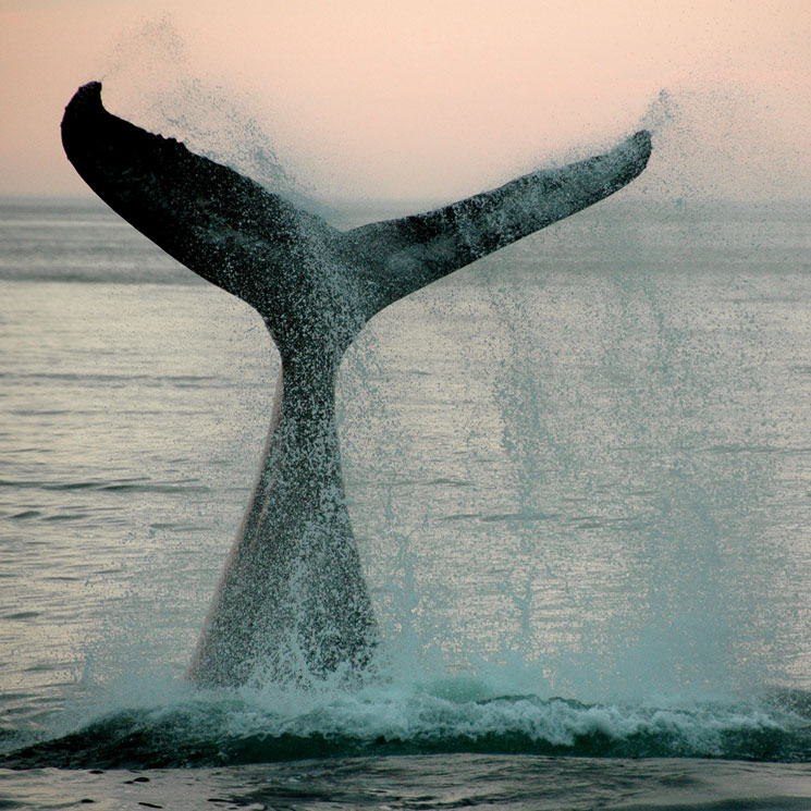Cabrera acogerá el primer santuario de cetáceos del Mediterráneo