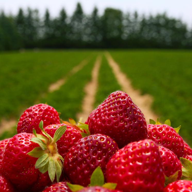 El cultivo de estas frutas empieza a ser insostenible