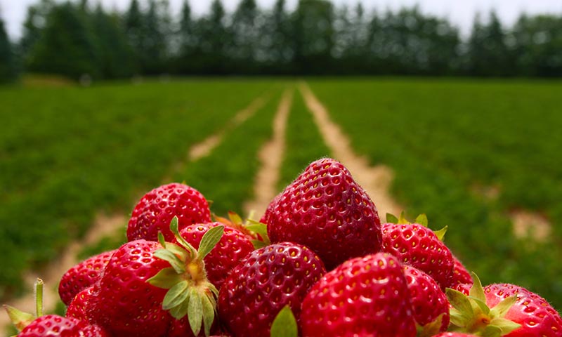 El cultivo de estas frutas empieza a ser insostenible