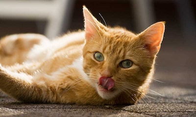 ¿Cómo funciona la lengua de tu gato?