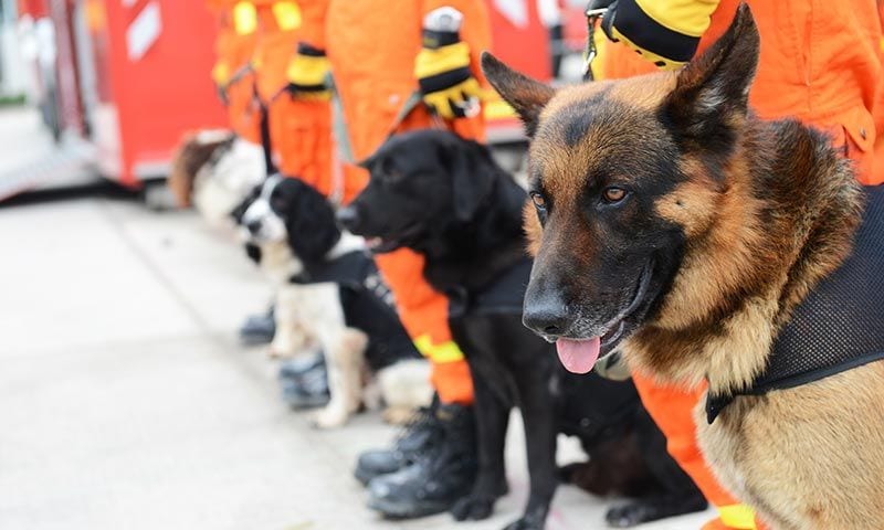 Estos perros pueden salvarte la vida