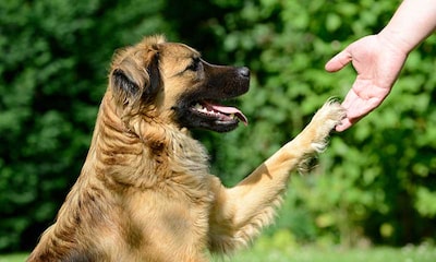 Doctor Guau: la terapia de perros que ayuda a la recuperación de los niños