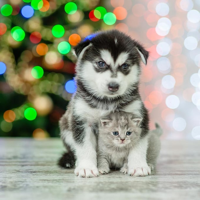 ¿Vas a regalar un perro por Navidad? Antes necesitas saber esto