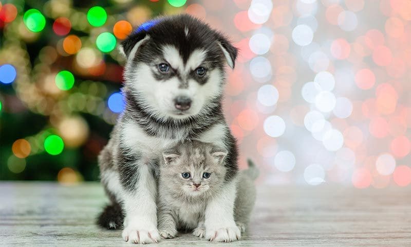 ¿Vas a regalar un perro por Navidad? Antes necesitas saber esto