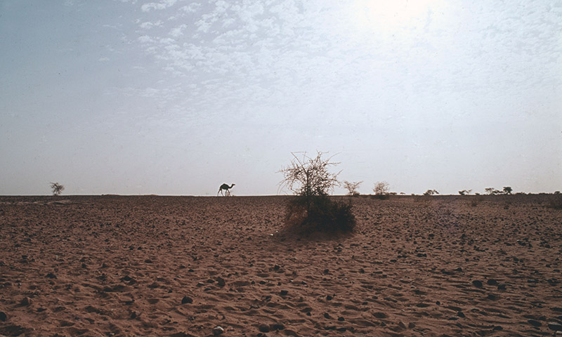 Diferentes ONG's se alían para pedir a los gobiernos una inversión en 'resiliencia' para El Sahel