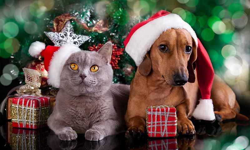 Regalos de Navidad que puedes hacerle a tu mascota - Foto 1