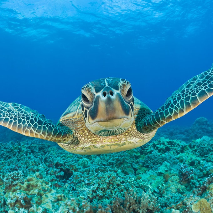 El cambio climático provoca la feminización de la tortuga verde
