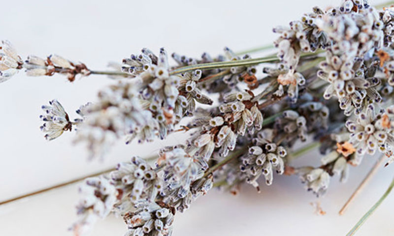 Lavanda, aceite de coco y otros remedios caseros para las quemaduras