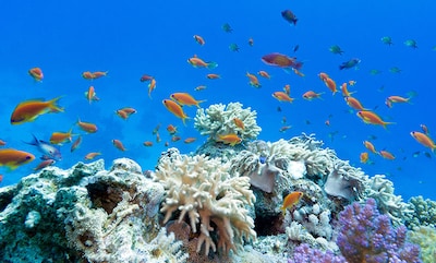 Plantaciones de corales para salvar los arrecifes