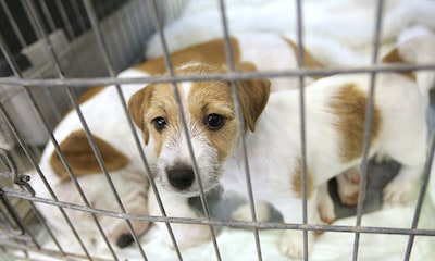 California prohíbe la venta de animales que no hayan sido rescatados