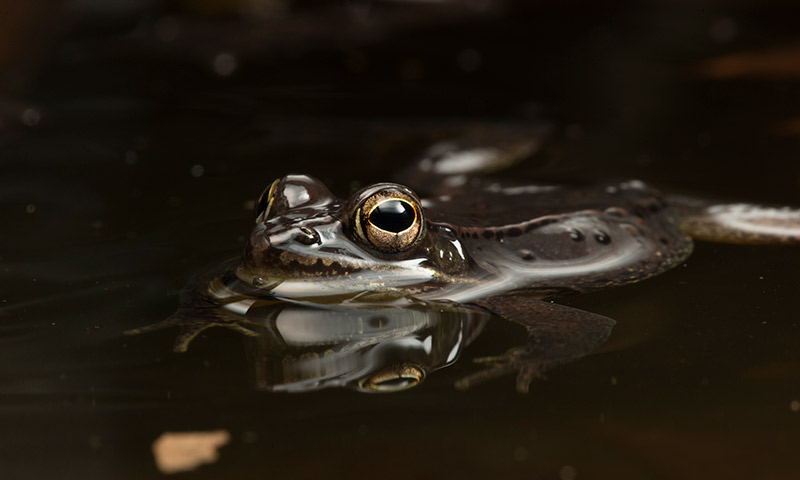 Hallan en Ecuador una nueva especie de rana