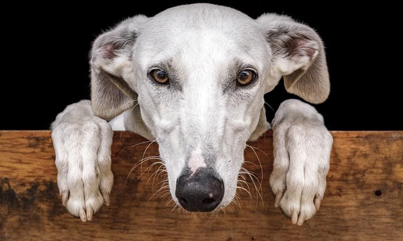 Día Mundial del Galgo, la raza más maltratada de nuestro país