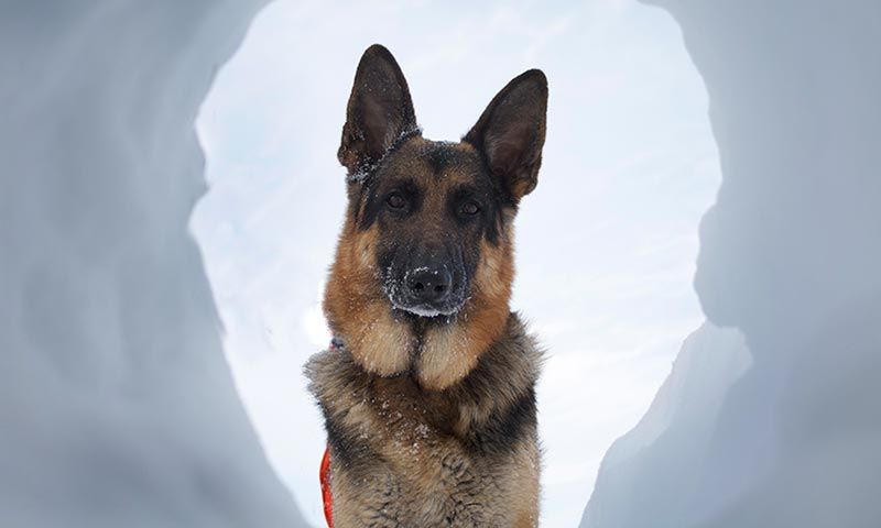 Los perros que buscan desaparecidos y participan en labores de rescate