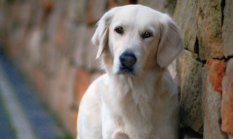 La televisión se vuelca con las mascotas