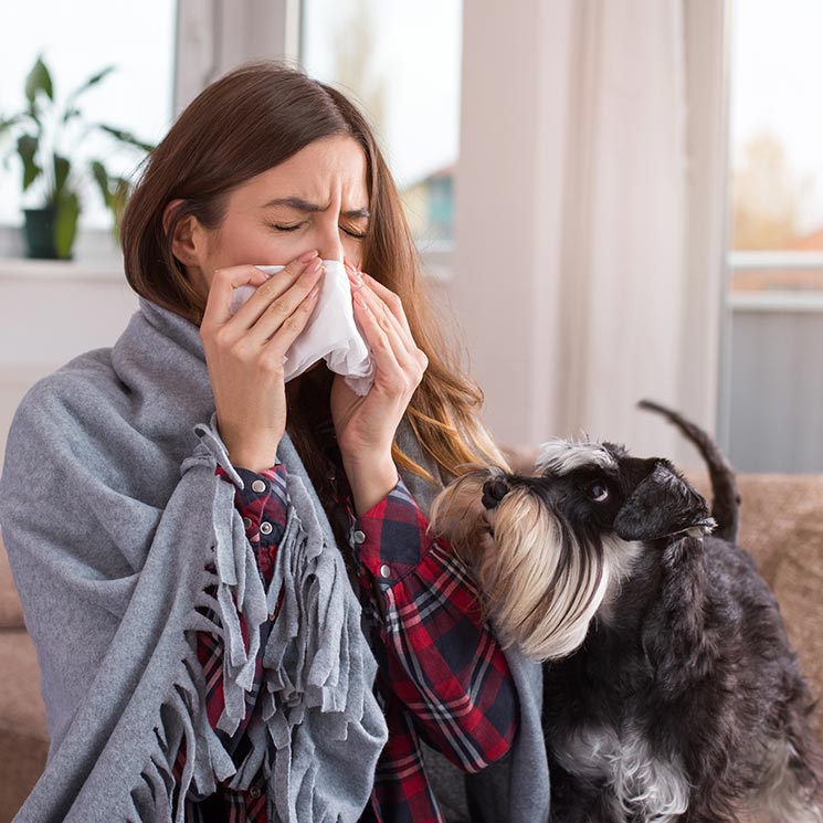 ¿Tienes alergia a los perros? Hay razas que sí puedes tener en casa 