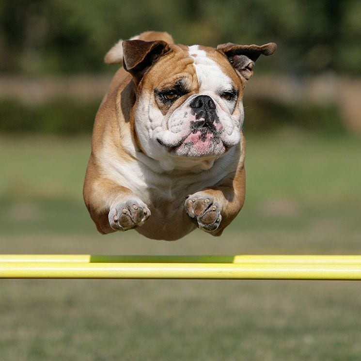 Rudy, el gran protagonista viral de los Oscar caninos
