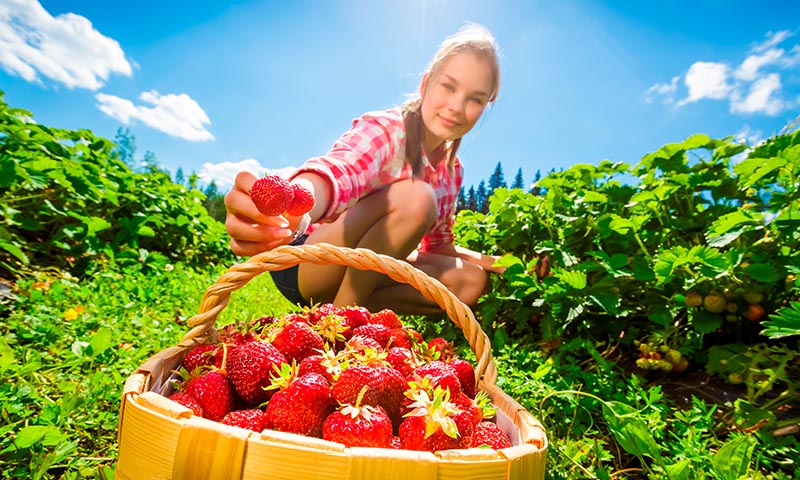 Es época de fresas y estos son sus beneficios