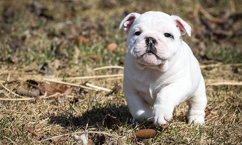 Mascotas Abre En Madrid El Primer Café De España En El Que Puedes Adoptar Perritos