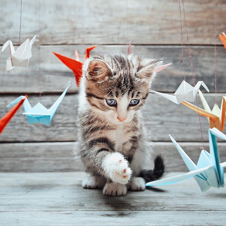 Nos encantan los vídeos de gatitos, y la ciencia sabe por qué