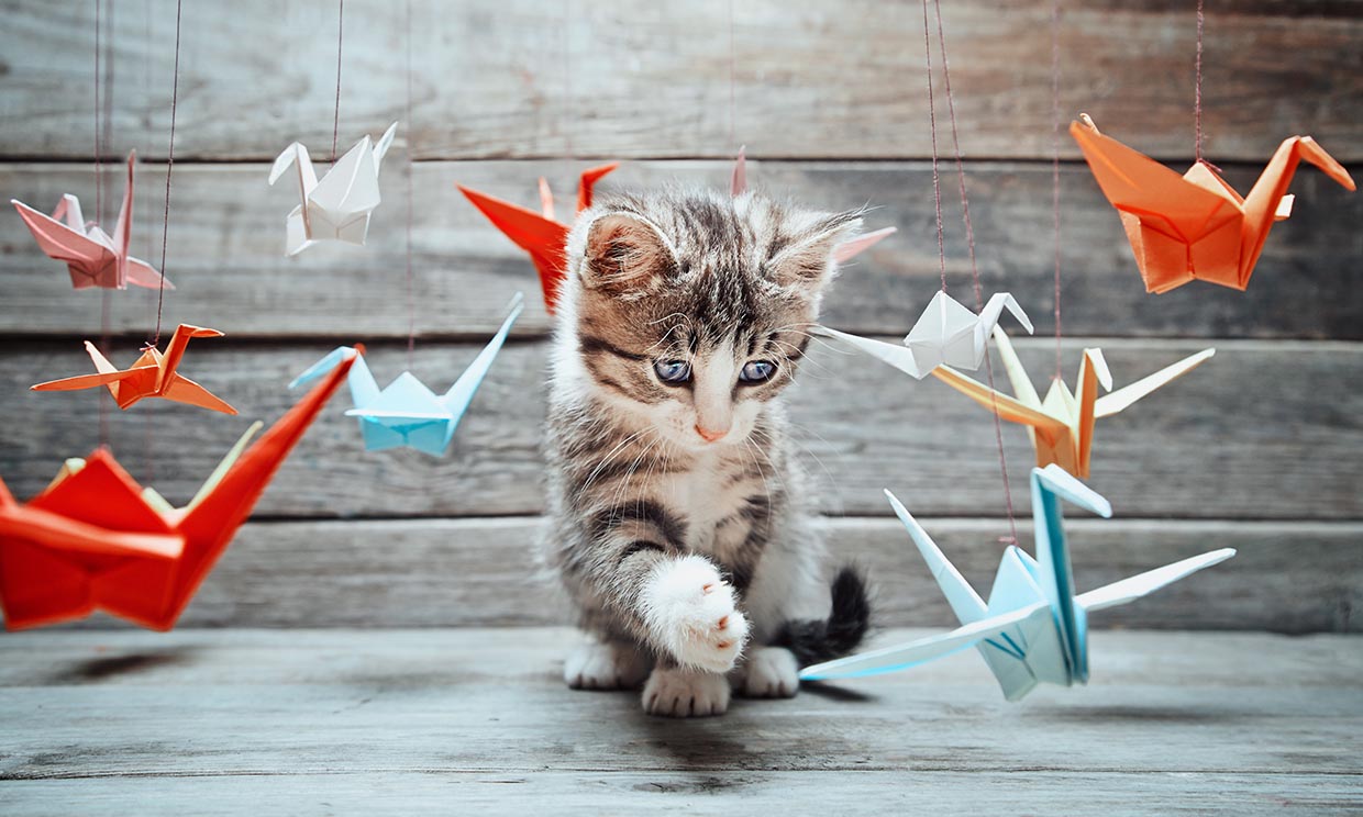 Nos encantan los vídeos de gatitos, y la ciencia sabe por qué