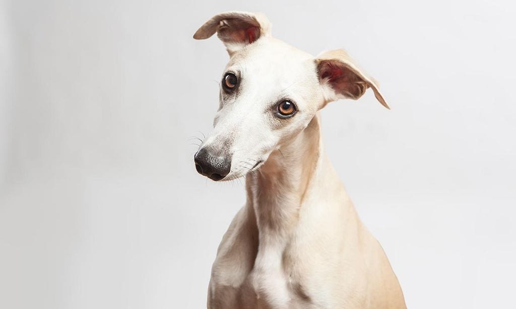 Las Mejores Razas De Perro Para Quedarse Solas En Casa Foto 1