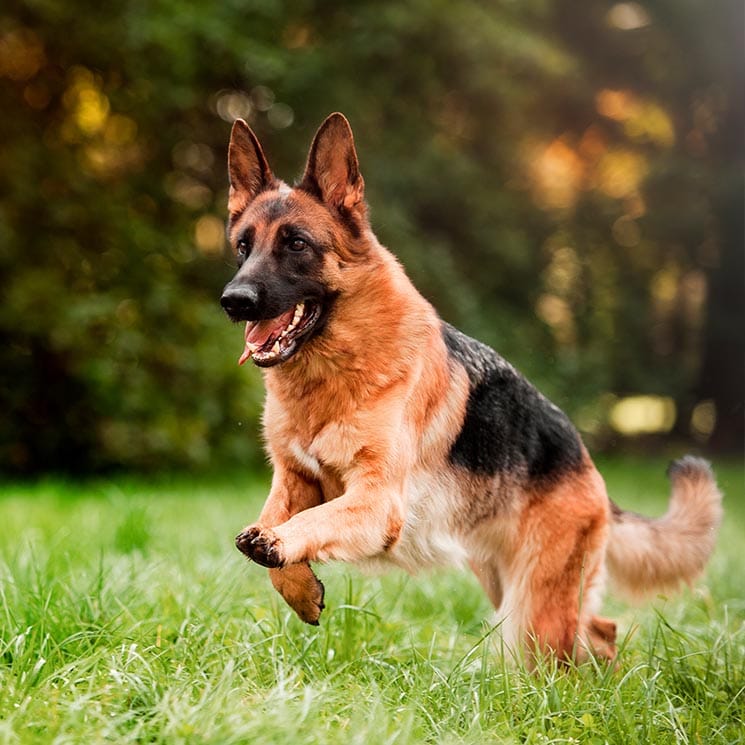 Razas De Perro Estas Son Los Mejores Perros Para Defensa Personal