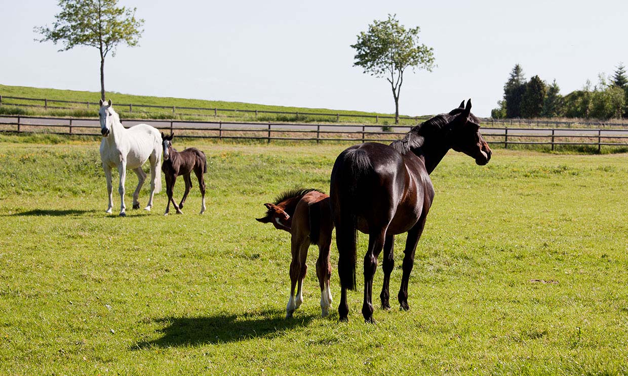 Shanaan, una iniciativa española para rehabilitar caballos rescatados
