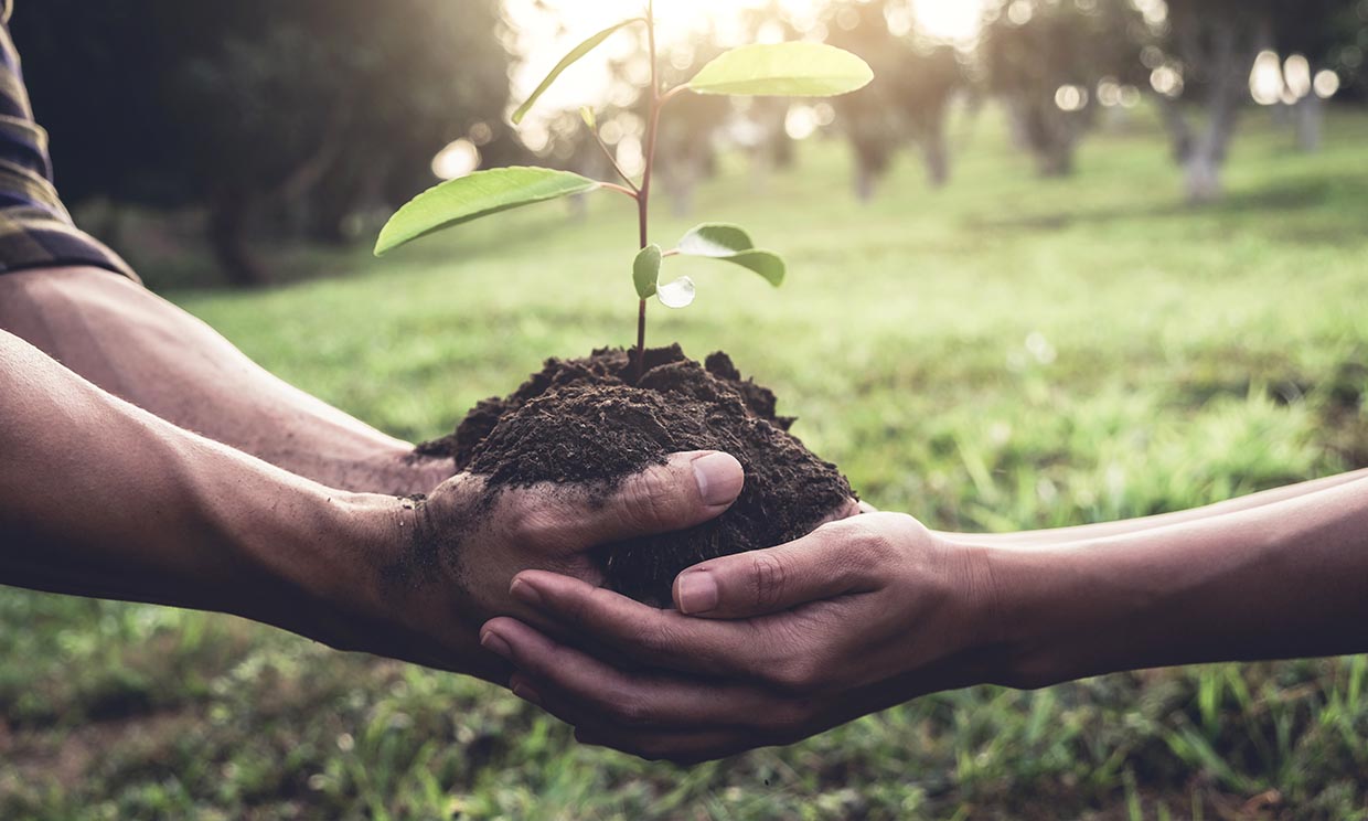 Así puedes reforestar el planeta mientras navegas por internet