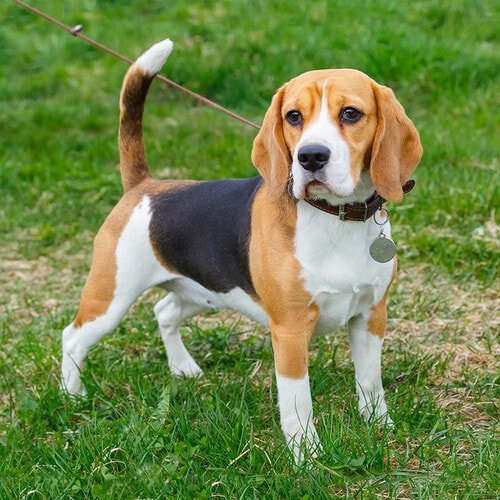 Perros beagle que son capaces de detectar con precisión el cáncer - Foto 1