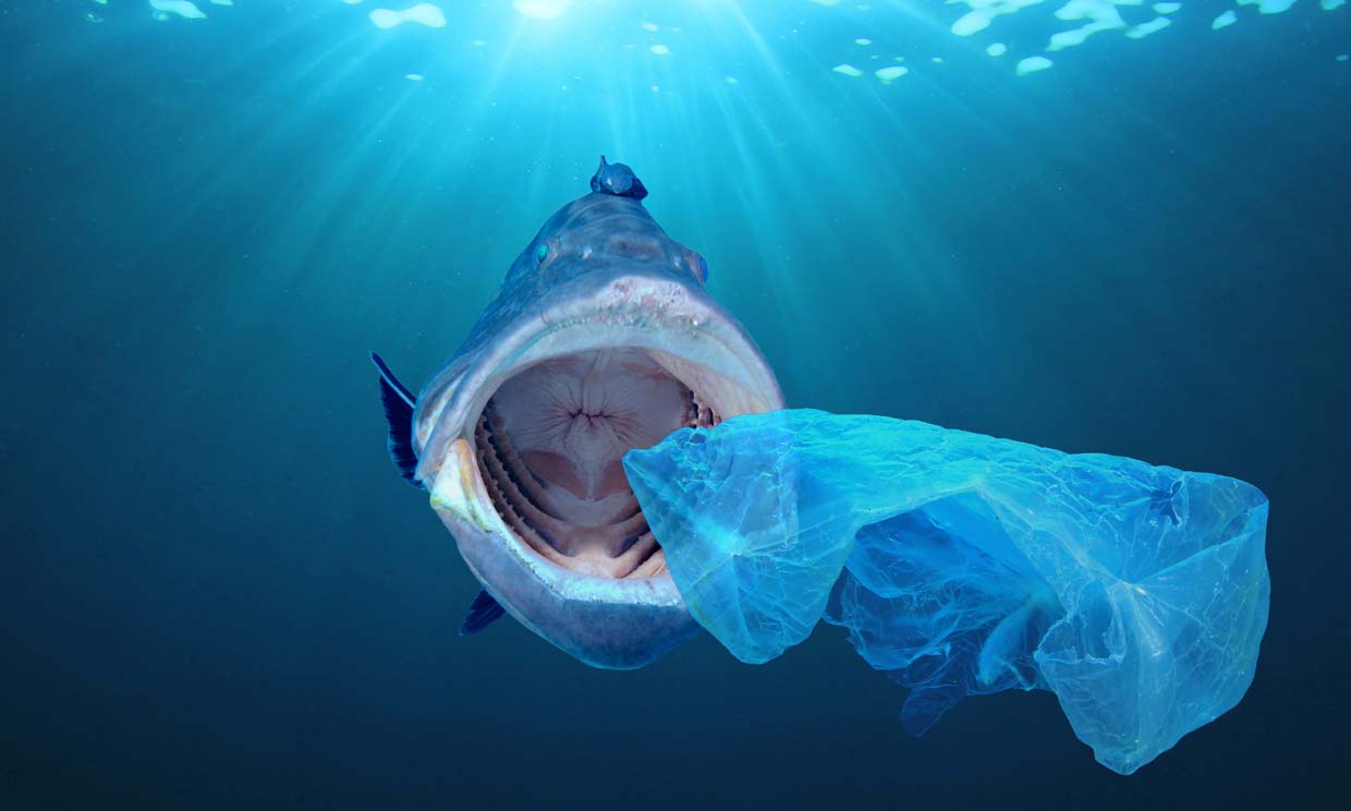El plástico, una grave amenaza para las especies marinas (y para la especie humana)