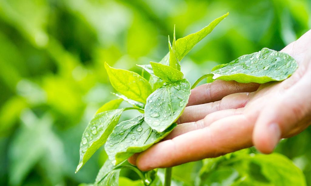 Si tocas tus plantas, crecerán peor