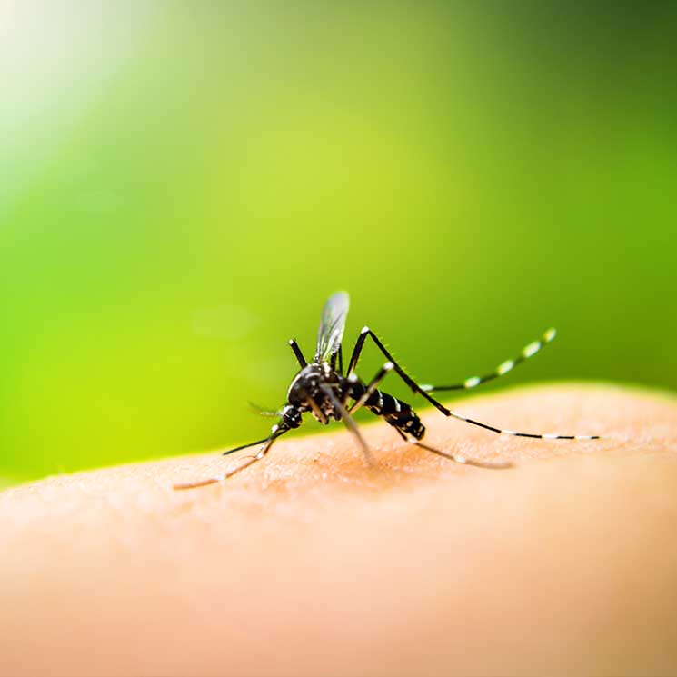 ¿Y si no existieran los mosquitos? Google quiere erradicarlos 