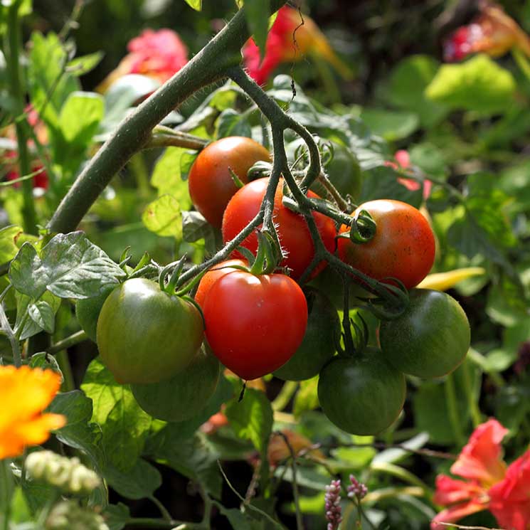 ¿Has plantado tomates? Estos son los principales problemas a los que te puedes enfrentar 