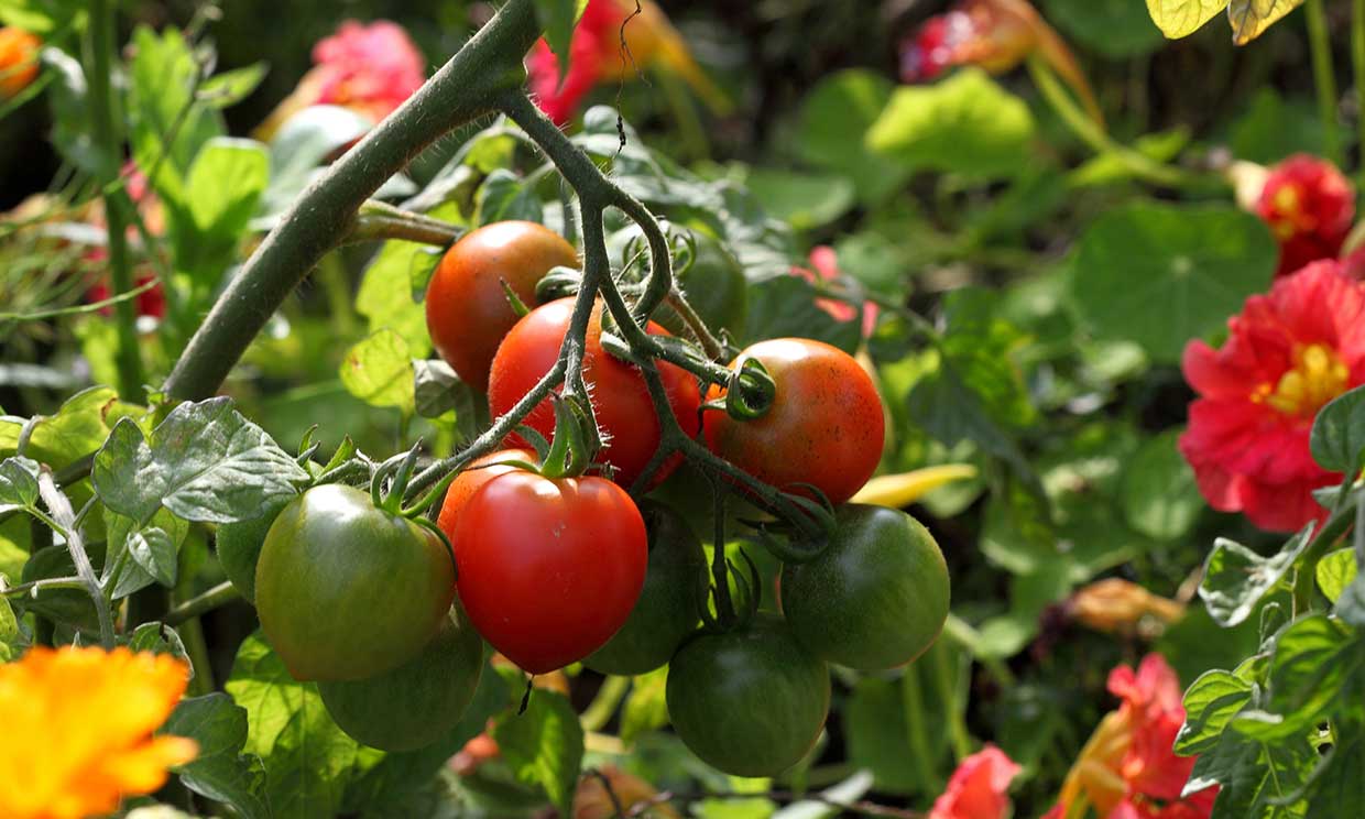 ¿Has plantado tomates? Estos son los principales problemas a los que te puedes enfrentar