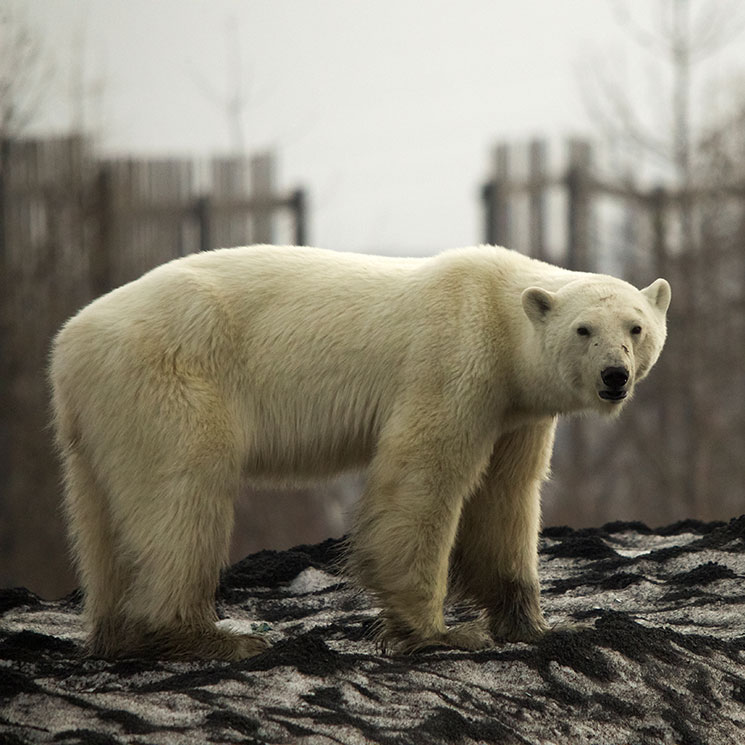 Emergencia climática: un oso polar recorre cientos de kilómetros en busca de alimento 