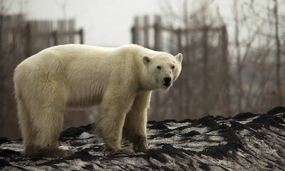 Emergencia climática: un oso polar recorre cientos de kilómetros en busca de alimento