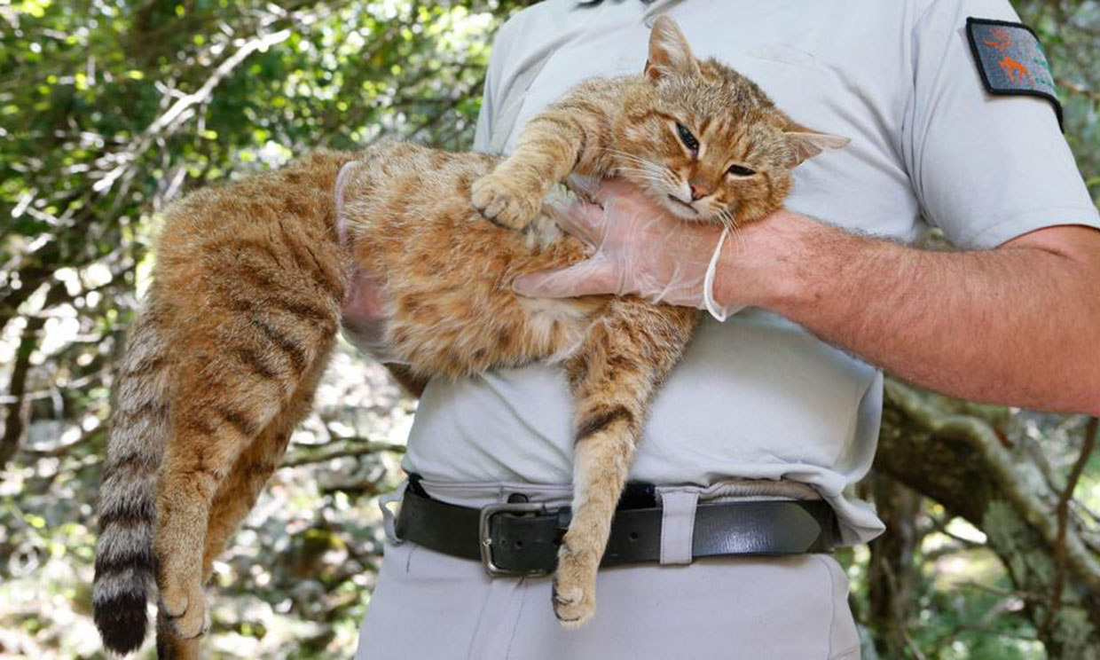 Descubren una nueva especie de felino: el gato-zorro