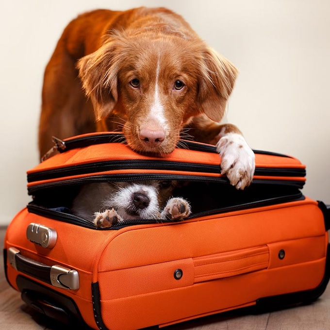 Todo lo que tienes que preguntar si este verano viajas con tu perro