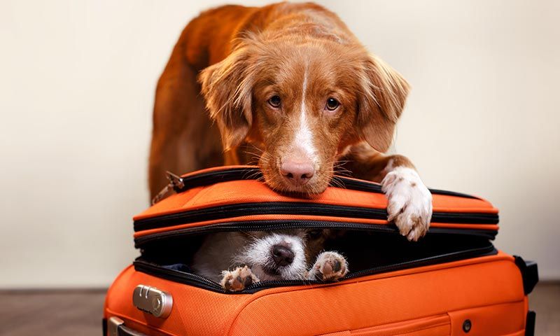 Todo lo que tienes que preguntar si este verano viajas con tu perro